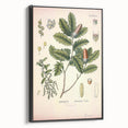Botanical Art Prints – Vintage Angelica Herb Illustration