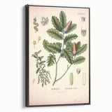 Botanical Art Prints – Vintage Angelica Herb Illustration