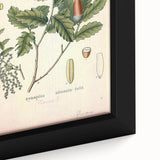 Botanical Art Prints – Vintage Angelica Herb Illustration