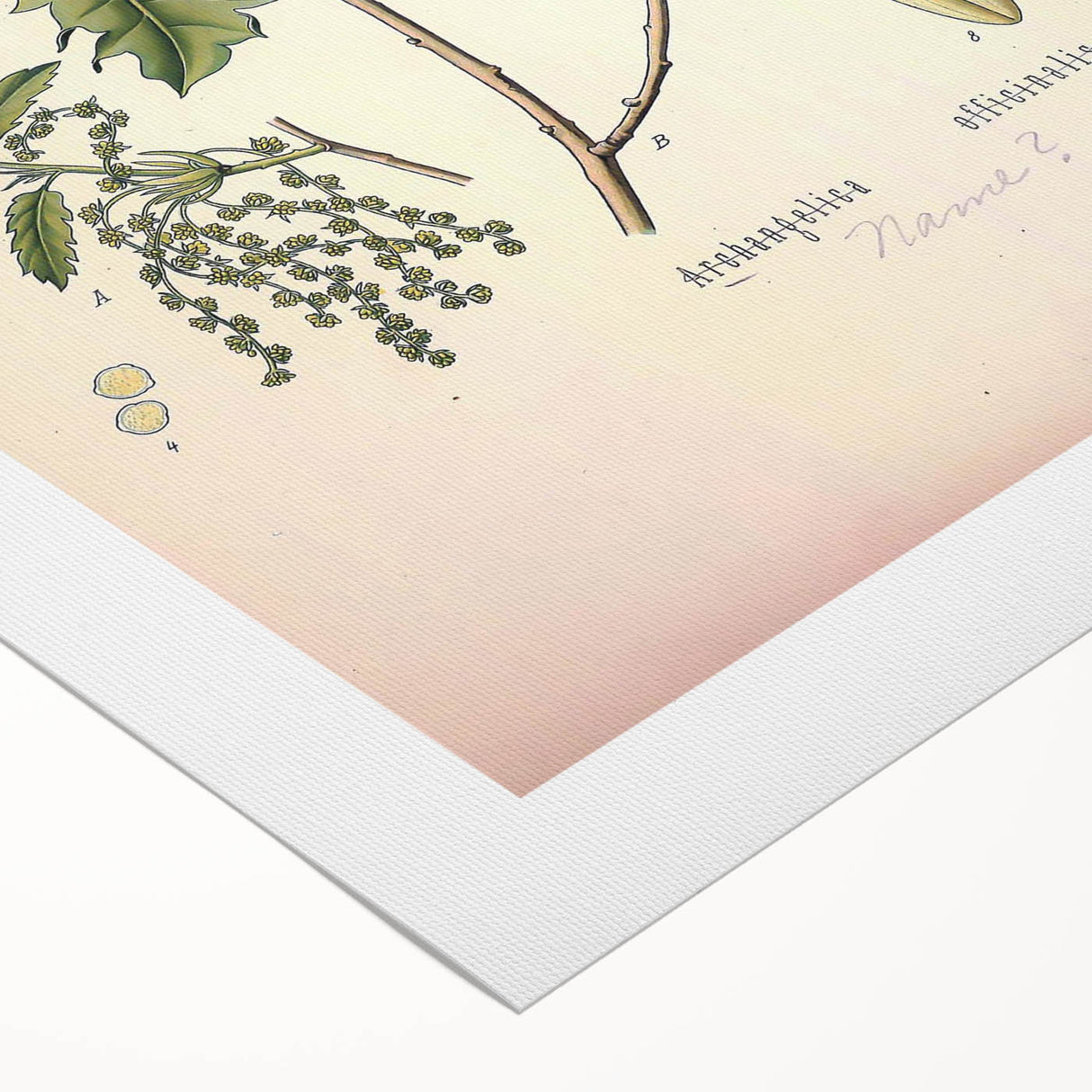 Botanical Art Prints – Vintage Angelica Herb Illustration