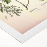 Botanical Art Prints – Vintage Angelica Herb Illustration