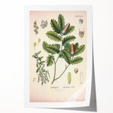 Botanical Art Prints – Vintage Angelica Herb Illustration