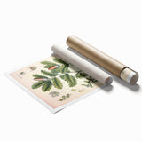 Botanical Art Prints – Vintage Angelica Herb Illustration