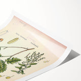 Botanical Art Prints – Vintage Angelica Herb Illustration