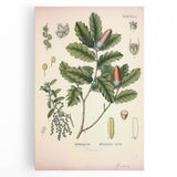 Botanical Art Prints – Vintage Angelica Herb Illustration