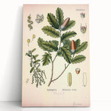 Botanical Art Prints – Vintage Angelica Herb Illustration