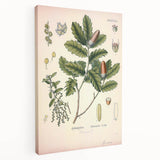 Botanical Art Prints – Vintage Angelica Herb Illustration