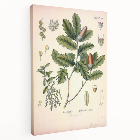 Botanical Art Prints – Vintage Angelica Herb Illustration