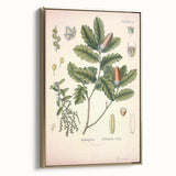 Botanical Art Prints – Vintage Angelica Herb Illustration
