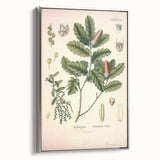 Botanical Art Prints – Vintage Angelica Herb Illustration