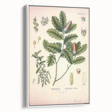 Botanical Art Prints – Vintage Angelica Herb Illustration