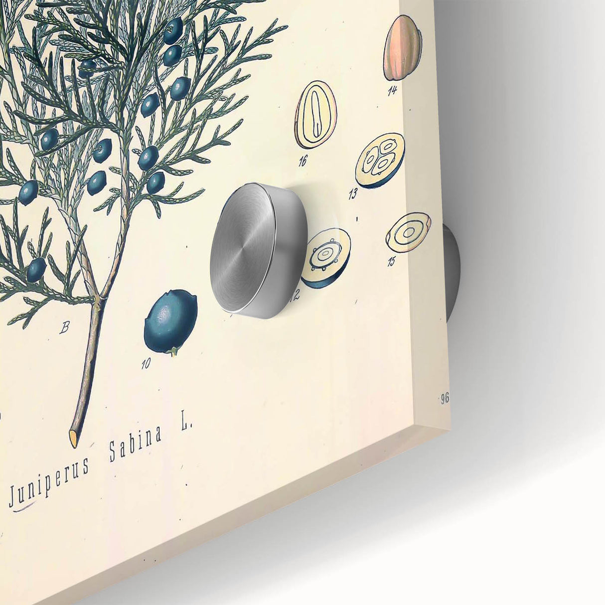 Botanical Art Prints – Vintage Juniper Herb Illustration