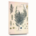 Botanical Art Prints – Vintage Juniper Herb Illustration