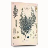 Botanical Art Prints – Vintage Juniper Herb Illustration
