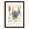 Botanical Art Prints – Vintage Juniper Herb Illustration
