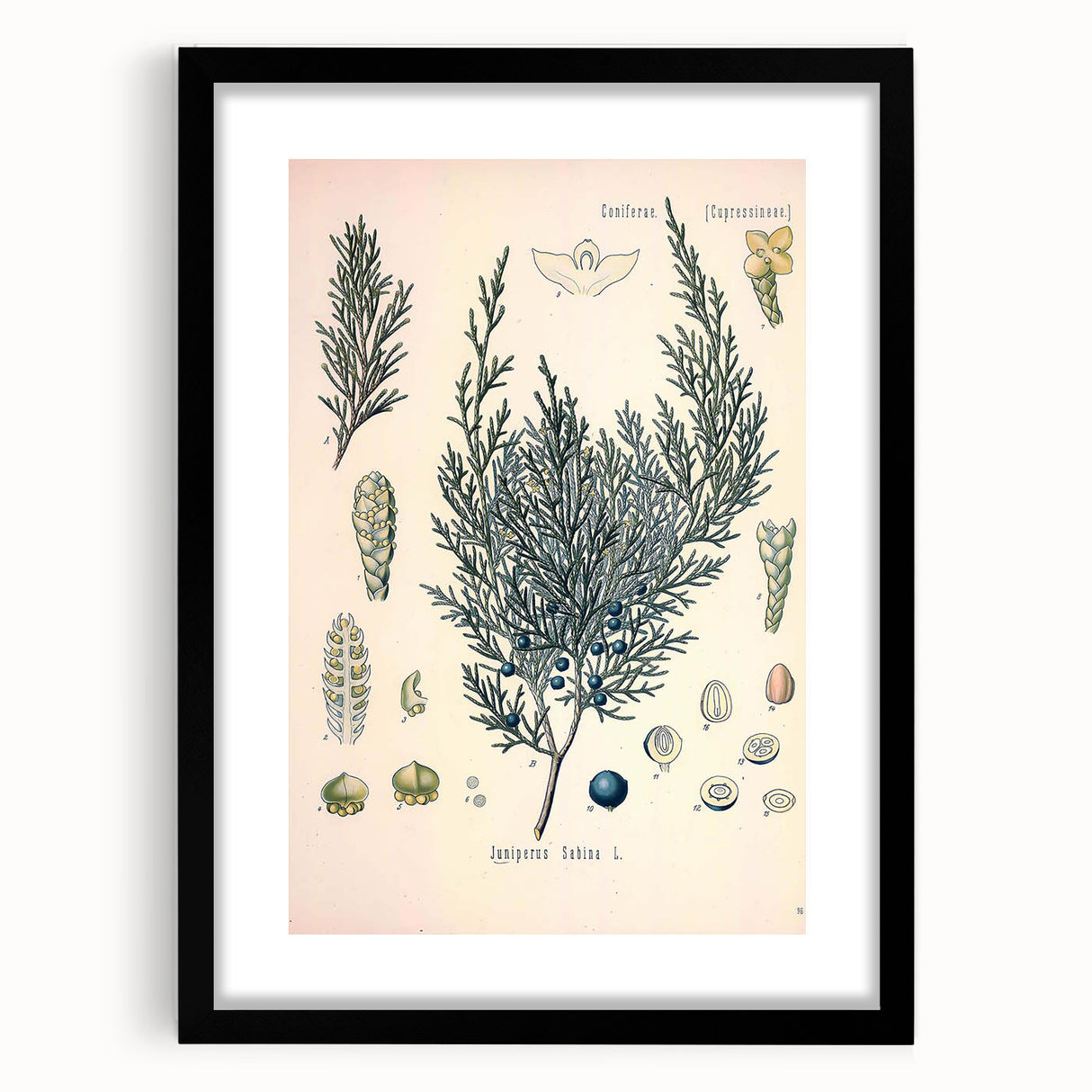 Botanical Art Prints – Vintage Juniper Herb Illustration