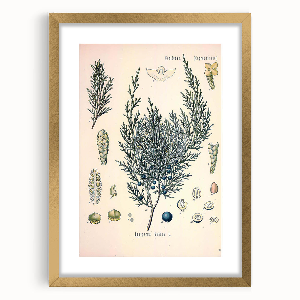 Botanical Art Prints – Vintage Juniper Herb Illustration