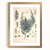 Botanical Art Prints – Vintage Juniper Herb Illustration