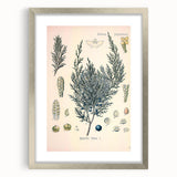 Botanical Art Prints – Vintage Juniper Herb Illustration