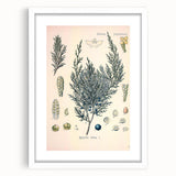 Botanical Art Prints – Vintage Juniper Herb Illustration