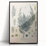 Botanical Art Prints – Vintage Juniper Herb Illustration