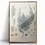 Botanical Art Prints – Vintage Juniper Herb Illustration
