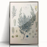Botanical Art Prints – Vintage Juniper Herb Illustration