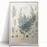 Botanical Art Prints – Vintage Juniper Herb Illustration