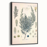Botanical Art Prints – Vintage Juniper Herb Illustration