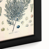 Botanical Art Prints – Vintage Juniper Herb Illustration