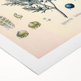 Botanical Art Prints – Vintage Juniper Herb Illustration