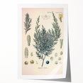 Botanical Art Prints – Vintage Juniper Herb Illustration