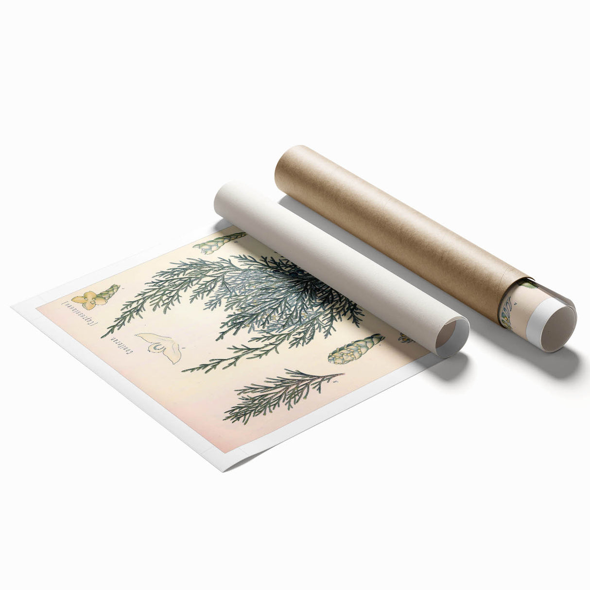 Botanical Art Prints – Vintage Juniper Herb Illustration