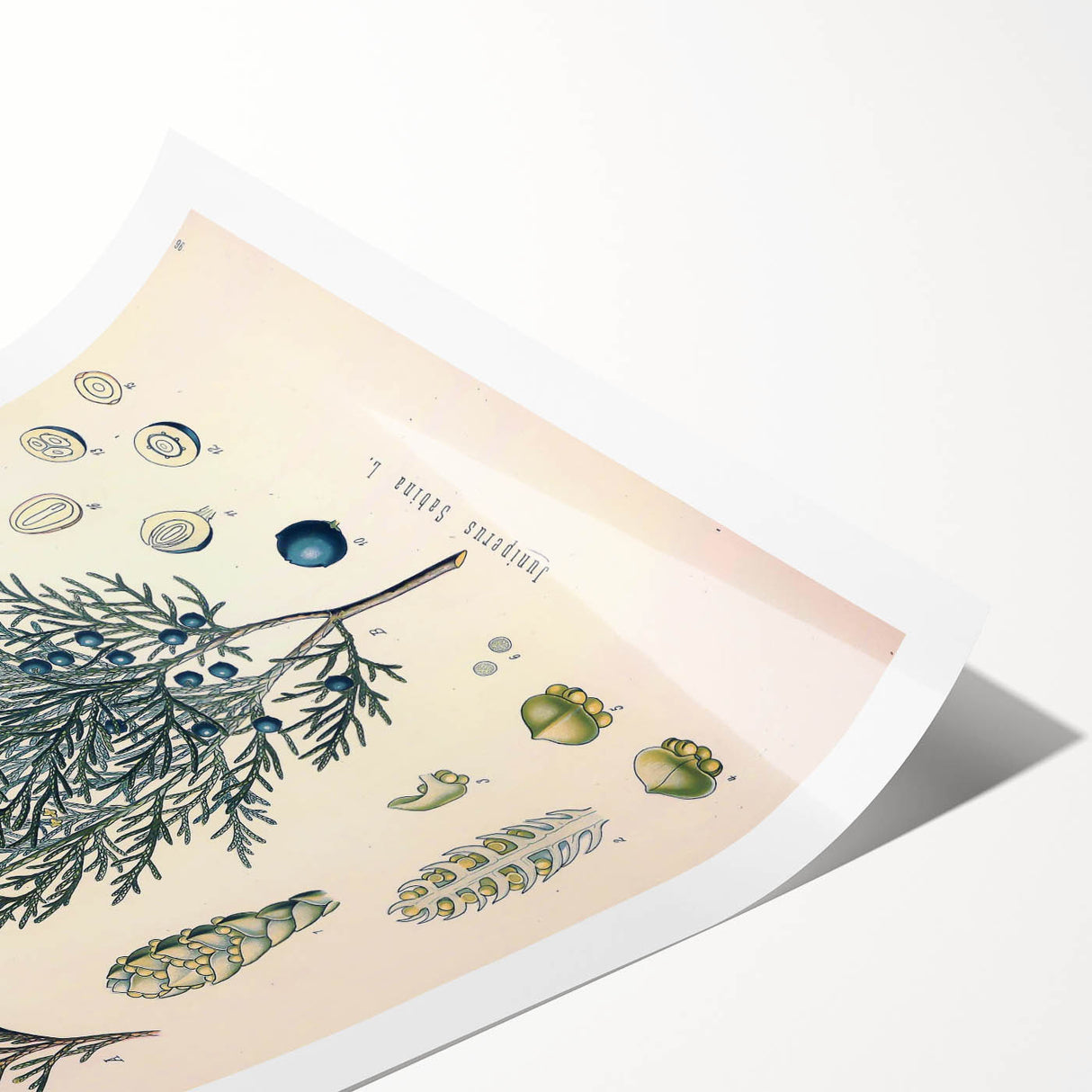 Botanical Art Prints – Vintage Juniper Herb Illustration