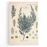 Botanical Art Prints – Vintage Juniper Herb Illustration