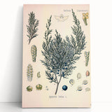 Botanical Art Prints – Vintage Juniper Herb Illustration