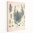 Botanical Art Prints – Vintage Juniper Herb Illustration