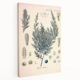 Botanical Art Prints – Vintage Juniper Herb Illustration