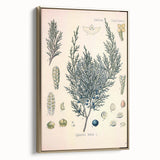 Botanical Art Prints – Vintage Juniper Herb Illustration