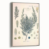 Botanical Art Prints – Vintage Juniper Herb Illustration