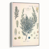 Botanical Art Prints – Vintage Juniper Herb Illustration