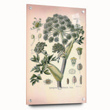 Botanical Art Prints – Vintage Angelica Herb Illustration