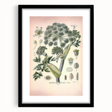 Botanical Art Prints – Vintage Angelica Herb Illustration