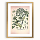 Botanical Art Prints – Vintage Angelica Herb Illustration