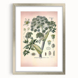Botanical Art Prints – Vintage Angelica Herb Illustration