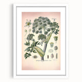 Botanical Art Prints – Vintage Angelica Herb Illustration