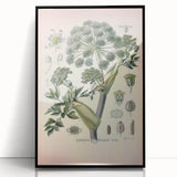 Botanical Art Prints – Vintage Angelica Herb Illustration
