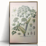 Botanical Art Prints – Vintage Angelica Herb Illustration