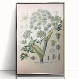 Botanical Art Prints – Vintage Angelica Herb Illustration