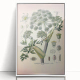 Botanical Art Prints – Vintage Angelica Herb Illustration